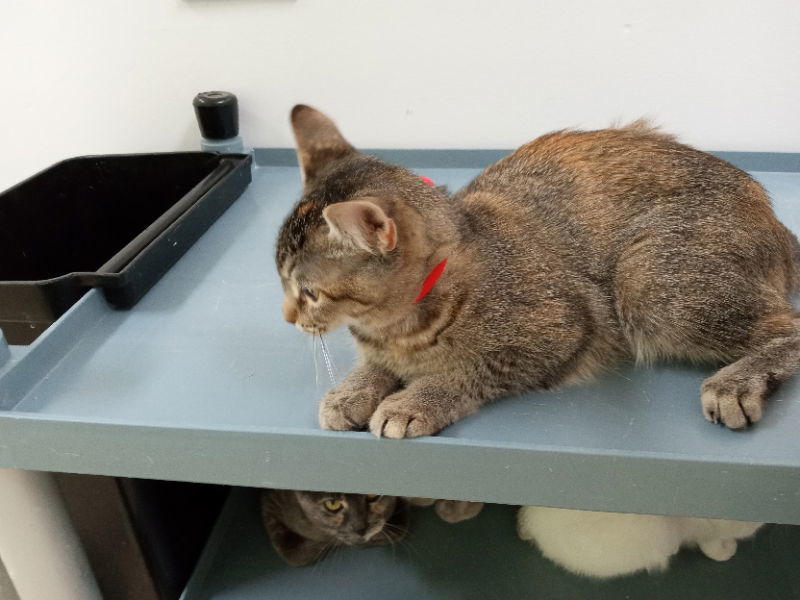 Becky, an adoptable Torbie in Alturas, CA, 96101 | Photo Image 3