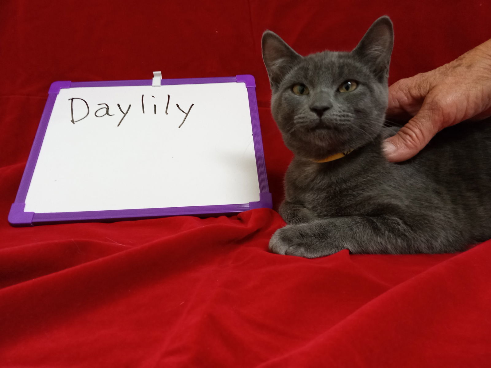 Daylily, an adoptable Domestic Short Hair in Alturas, CA, 96101 | Photo Image 2