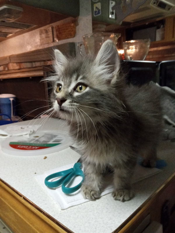 Ernie, an adoptable Domestic Long Hair, Tabby in Alturas, CA, 96101 | Photo Image 1