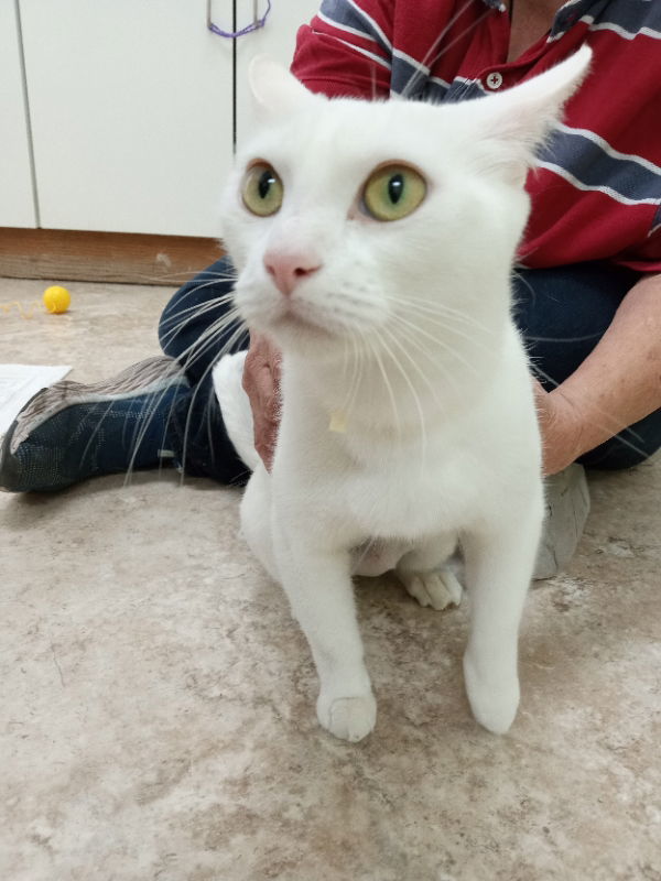 Calliope, the Matriarch, an adoptable Domestic Medium Hair in Alturas, CA, 96101 | Photo Image 2