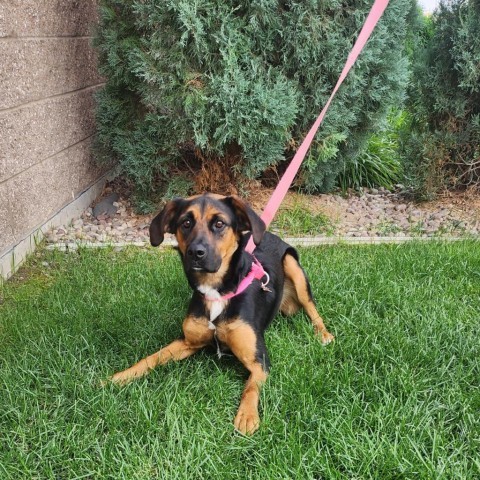 Bella, an adoptable Bluetick Coonhound, Australian Shepherd in Great Falls, MT, 59404 | Photo Image 1