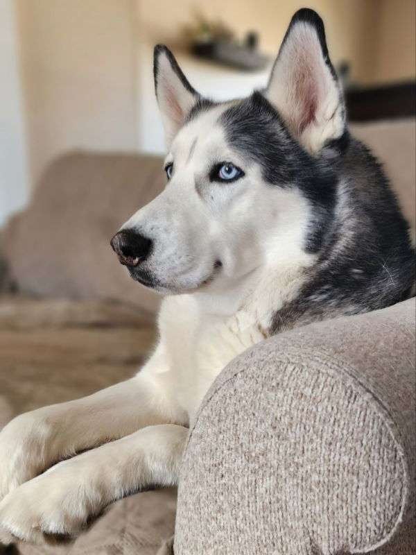 Zeus 1
