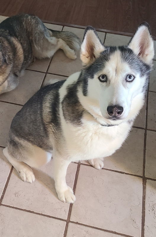 Zeus 2