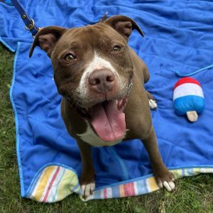 Allie, Adult Female American Staffordshire Terrier
