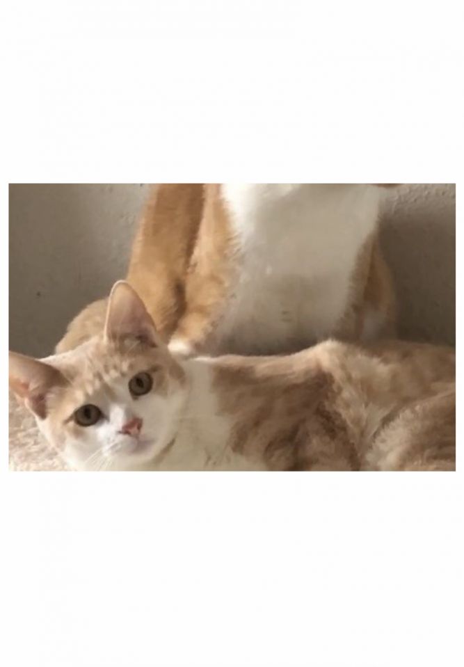 Gabriel - Courtesy Post