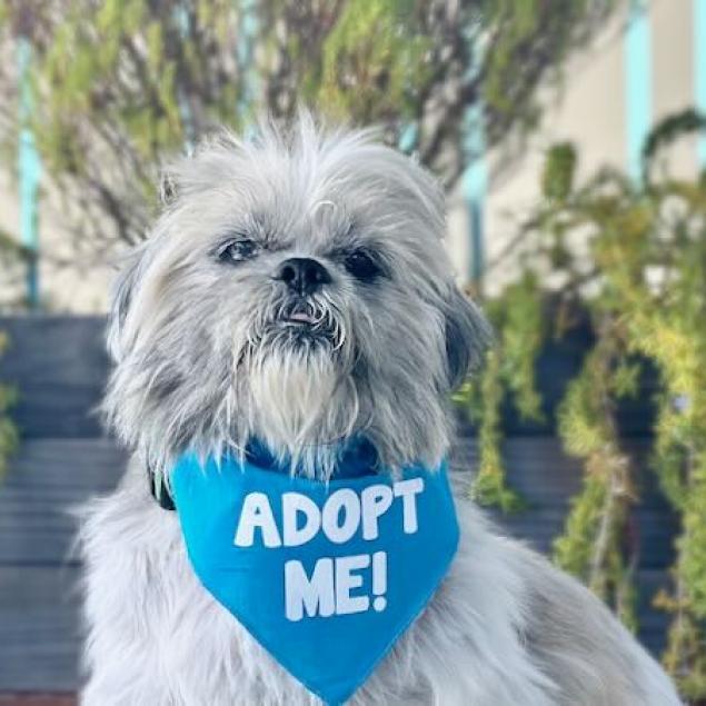 Brando, an adoptable Shih Tzu, Maltese in Pacific Grove, CA, 93950 | Photo Image 1