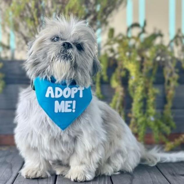 Brando, an adoptable Shih Tzu, Maltese in Pacific Grove, CA, 93950 | Photo Image 2