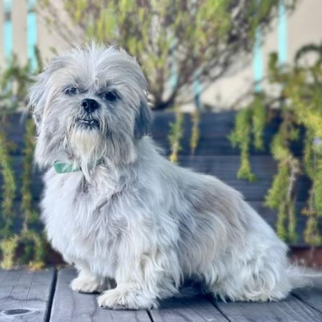 Brando, an adoptable Shih Tzu, Maltese in Pacific Grove, CA, 93950 | Photo Image 3