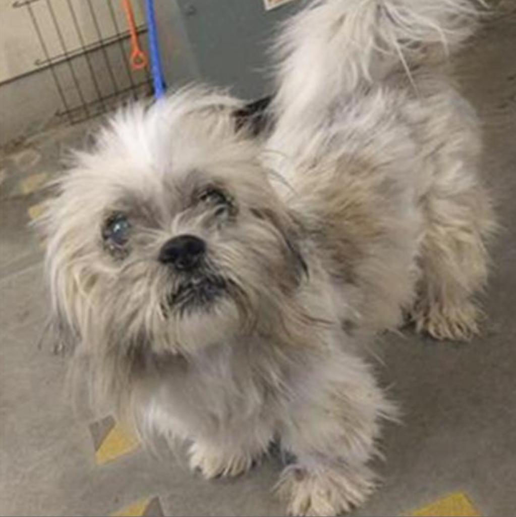 Brando, an adoptable Shih Tzu, Maltese in Pacific Grove, CA, 93950 | Photo Image 5