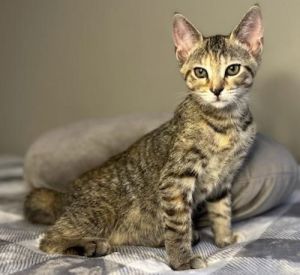 Elza - Center Foster Home, Baby Female unknown