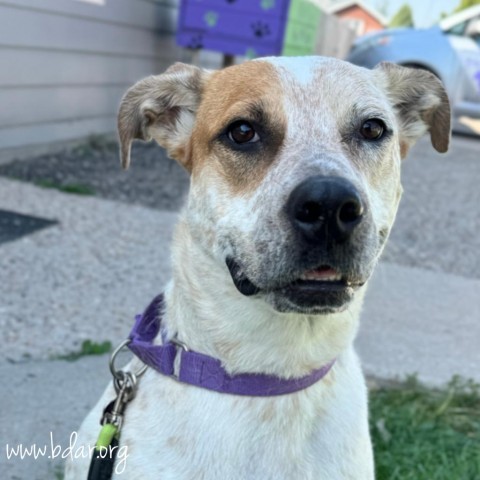 Maggie, an adoptable Cattle Dog, Mixed Breed in Cheyenne, WY, 82009 | Photo Image 1