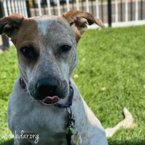 Maggie, an adoptable Cattle Dog, Mixed Breed in Cheyenne, WY, 82009 | Photo Image 2