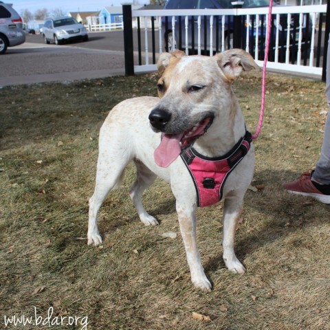 Maggie, an adoptable Cattle Dog, Mixed Breed in Cheyenne, WY, 82009 | Photo Image 4