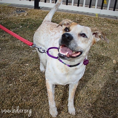 Maggie, an adoptable Cattle Dog, Mixed Breed in Cheyenne, WY, 82009 | Photo Image 6