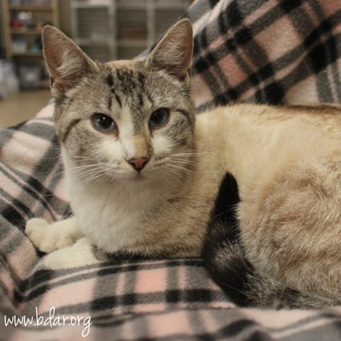 Sprite, an adoptable Siamese, Domestic Short Hair in Cheyenne, WY, 82009 | Photo Image 1