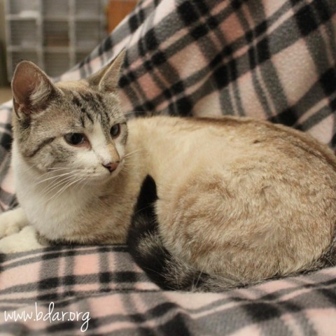 Sprite, an adoptable Siamese, Domestic Short Hair in Cheyenne, WY, 82009 | Photo Image 2