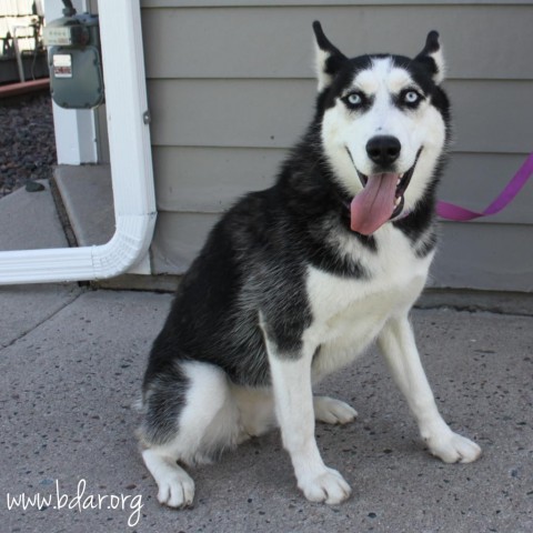 Diamond, an adoptable Siberian Husky in Cheyenne, WY, 82009 | Photo Image 1