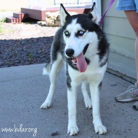 Diamond, an adoptable Siberian Husky in Cheyenne, WY, 82009 | Photo Image 2