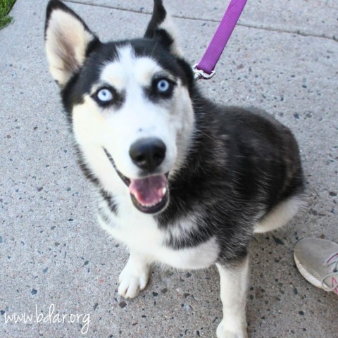 Diamond, an adoptable Siberian Husky in Cheyenne, WY, 82009 | Photo Image 3