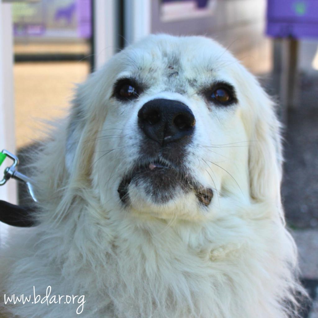 Luna, an adoptable Great Pyrenees in Cheyenne, WY, 82009 | Photo Image 1