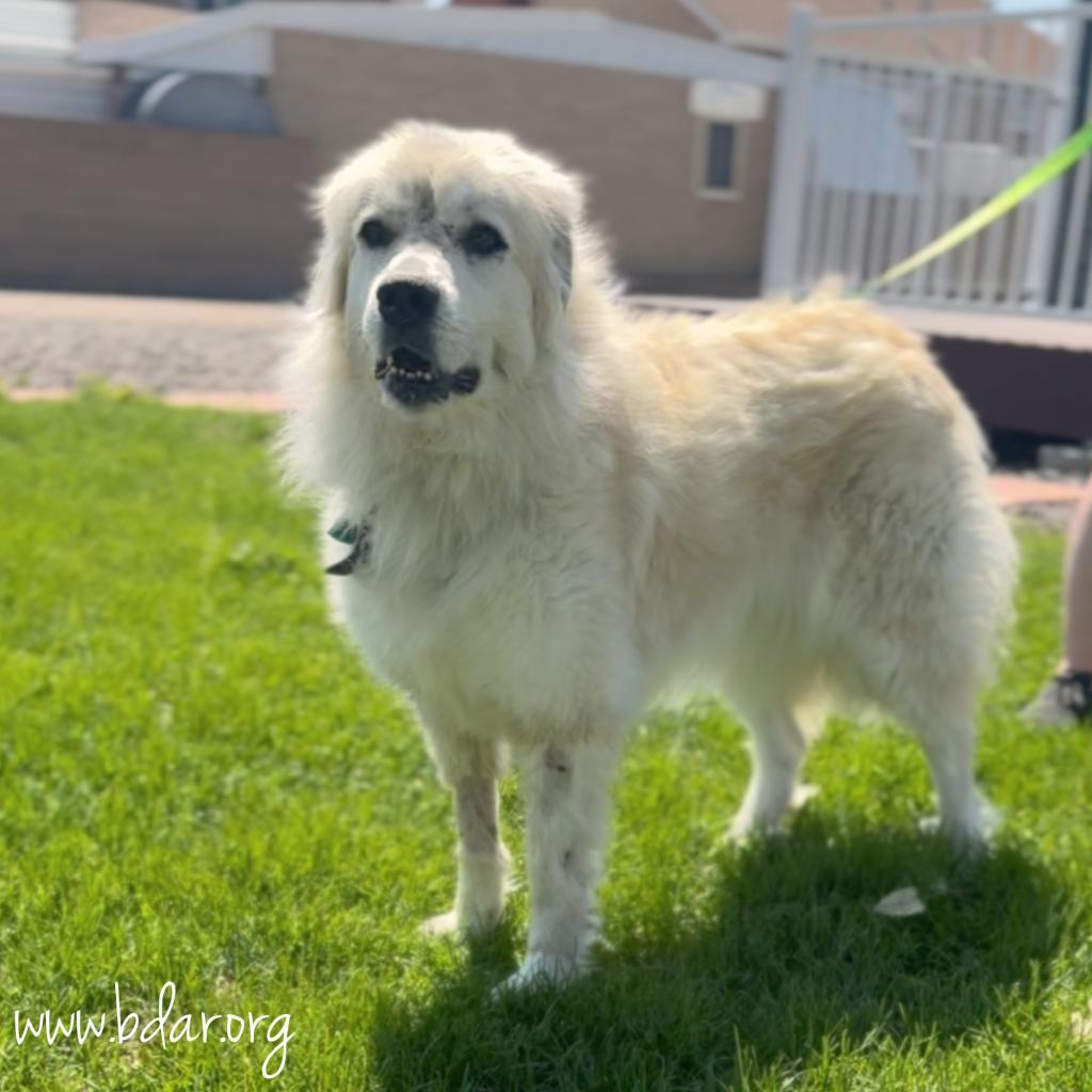 Luna, an adoptable Great Pyrenees in Cheyenne, WY, 82009 | Photo Image 2