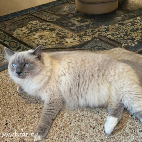 Kitty, an adoptable Domestic Long Hair in Cheyenne, WY, 82009 | Photo Image 1