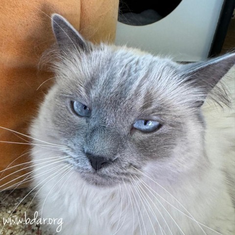 Kitty, an adoptable Domestic Long Hair in Cheyenne, WY, 82009 | Photo Image 2