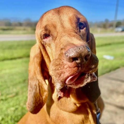 Bo, an adoptable Bloodhound in Sarasota, FL, 34241 | Photo Image 1