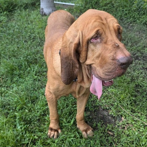 Bo, an adoptable Bloodhound in Sarasota, FL, 34241 | Photo Image 2