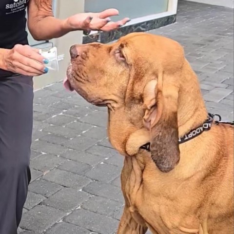 Bo, an adoptable Bloodhound in Sarasota, FL, 34241 | Photo Image 3