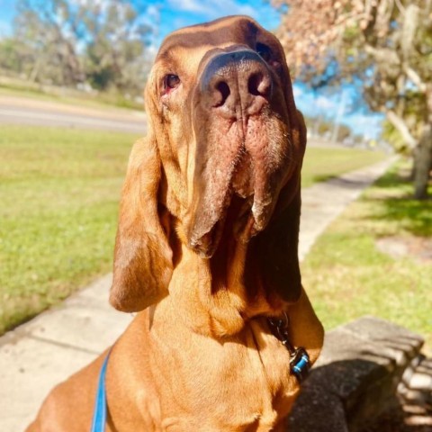 Bo, an adoptable Bloodhound in Sarasota, FL, 34241 | Photo Image 5