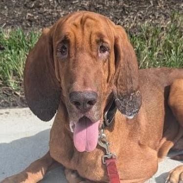 Luke, an adoptable Bloodhound in Sarasota, FL, 34241 | Photo Image 1