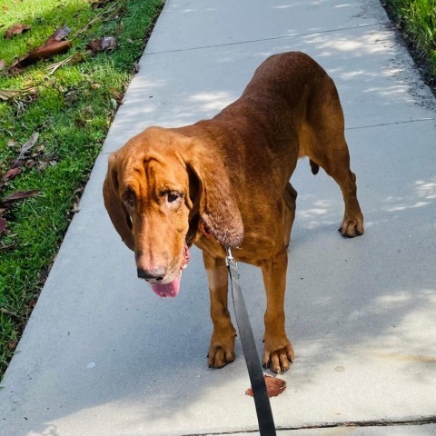 Luke, an adoptable Bloodhound in Sarasota, FL, 34241 | Photo Image 2