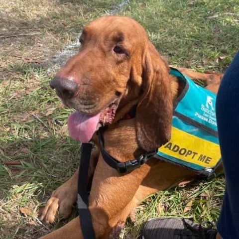 Luke, an adoptable Bloodhound in Sarasota, FL, 34241 | Photo Image 3