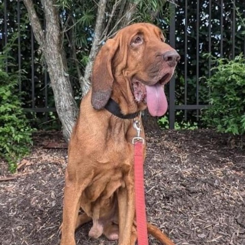 Luke, an adoptable Bloodhound in Sarasota, FL, 34241 | Photo Image 6