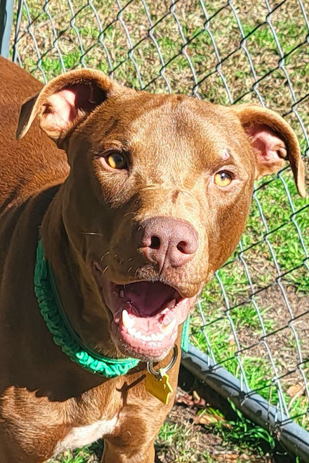 Iggy, an adoptable Vizsla in Decatur, GA, 30030 | Photo Image 1