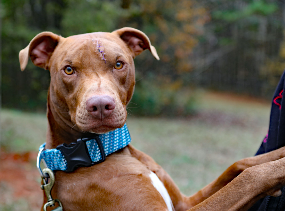 Iggy, an adoptable Vizsla in Decatur, GA, 30030 | Photo Image 2