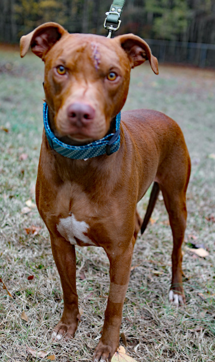 Iggy, an adoptable Vizsla in Decatur, GA, 30030 | Photo Image 3