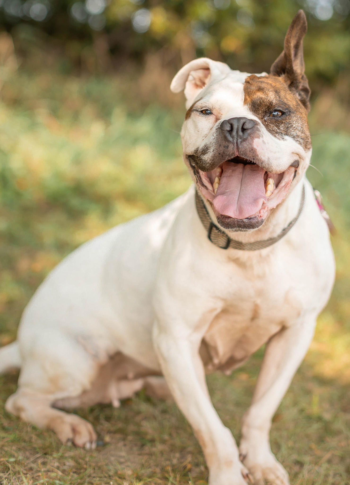 Peggy Bon Bons, an adoptable Boxer in Knoxville, IA, 50138 | Photo Image 2