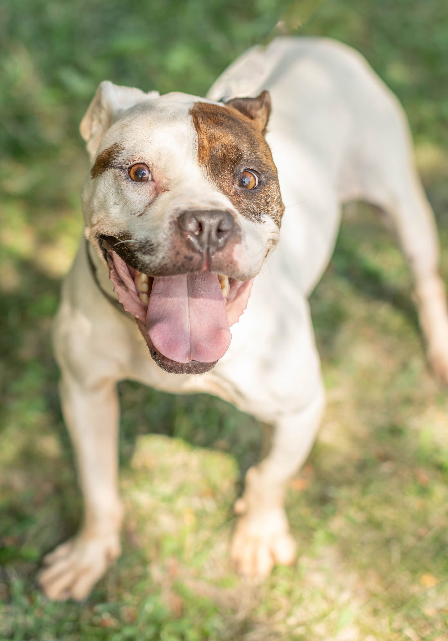 Peggy Bon Bons, an adoptable Boxer in Knoxville, IA, 50138 | Photo Image 3