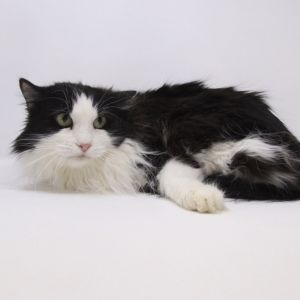 Fluff, Senior Female unknown