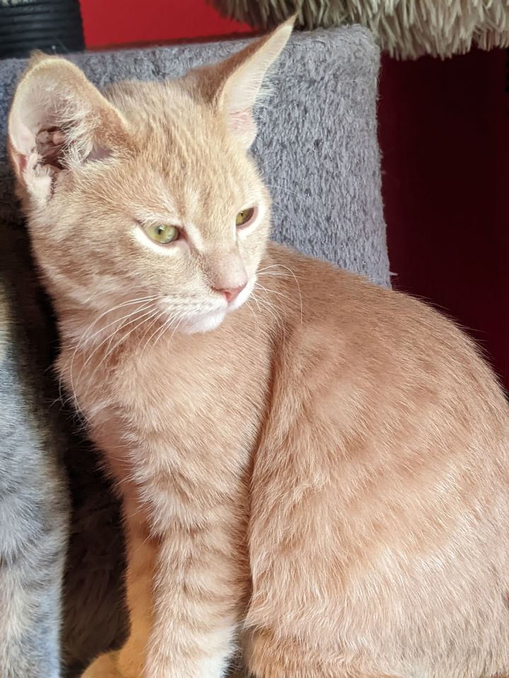 Louie 1
