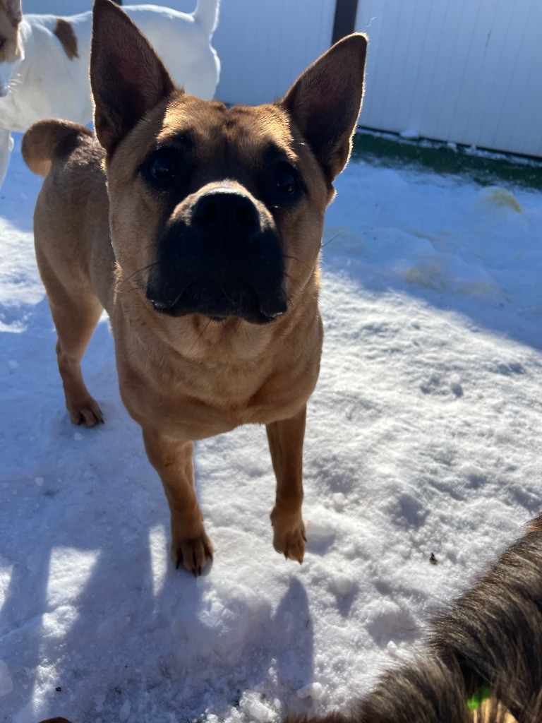 Sasha, an adoptable Mixed Breed in Heber City, UT, 84032 | Photo Image 1