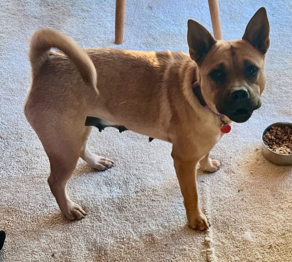 Sasha, an adoptable Mixed Breed in Heber City, UT, 84032 | Photo Image 2