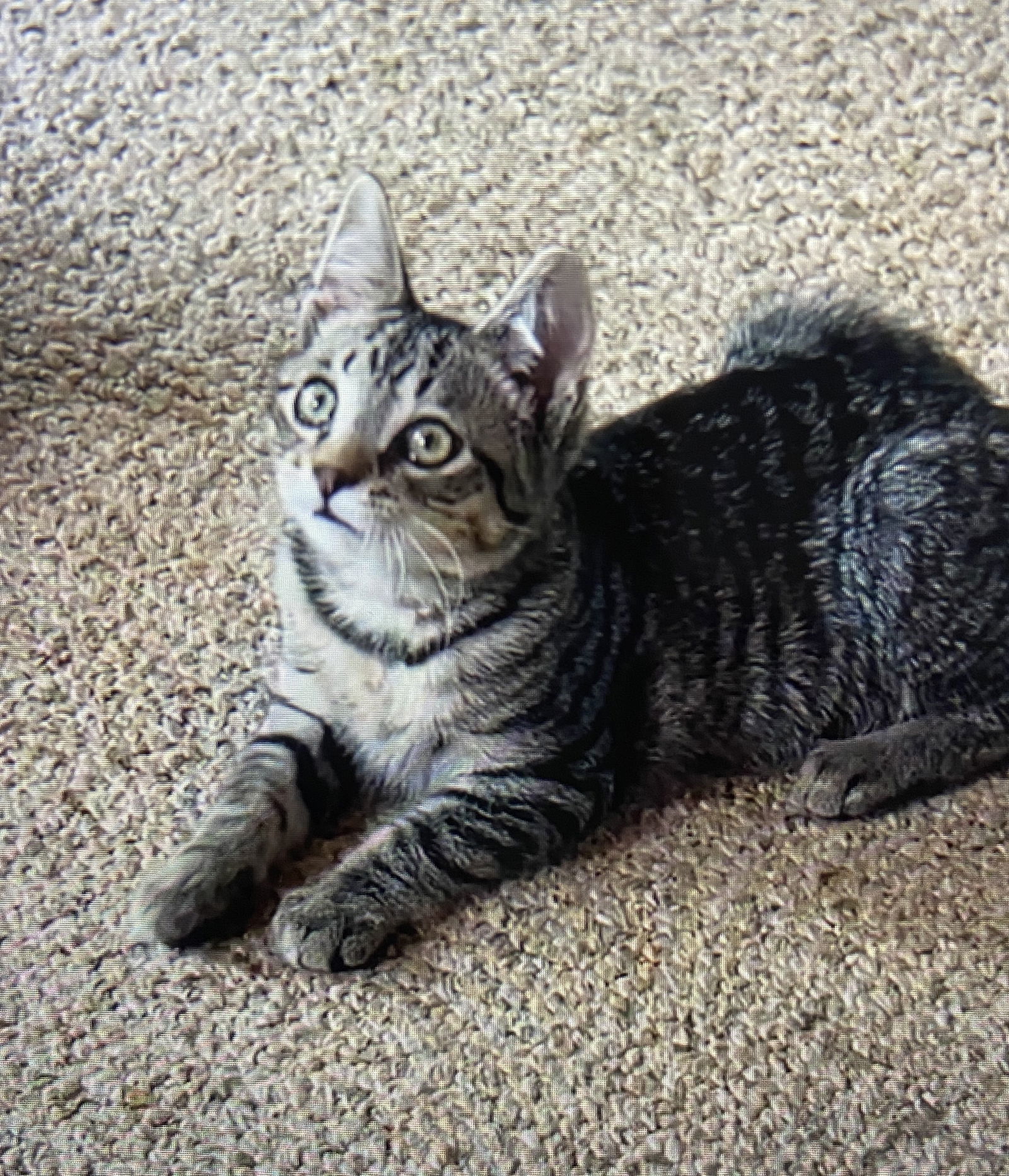 Odin, an adoptable Tabby, Domestic Short Hair in Traverse City, MI, 49686 | Photo Image 1