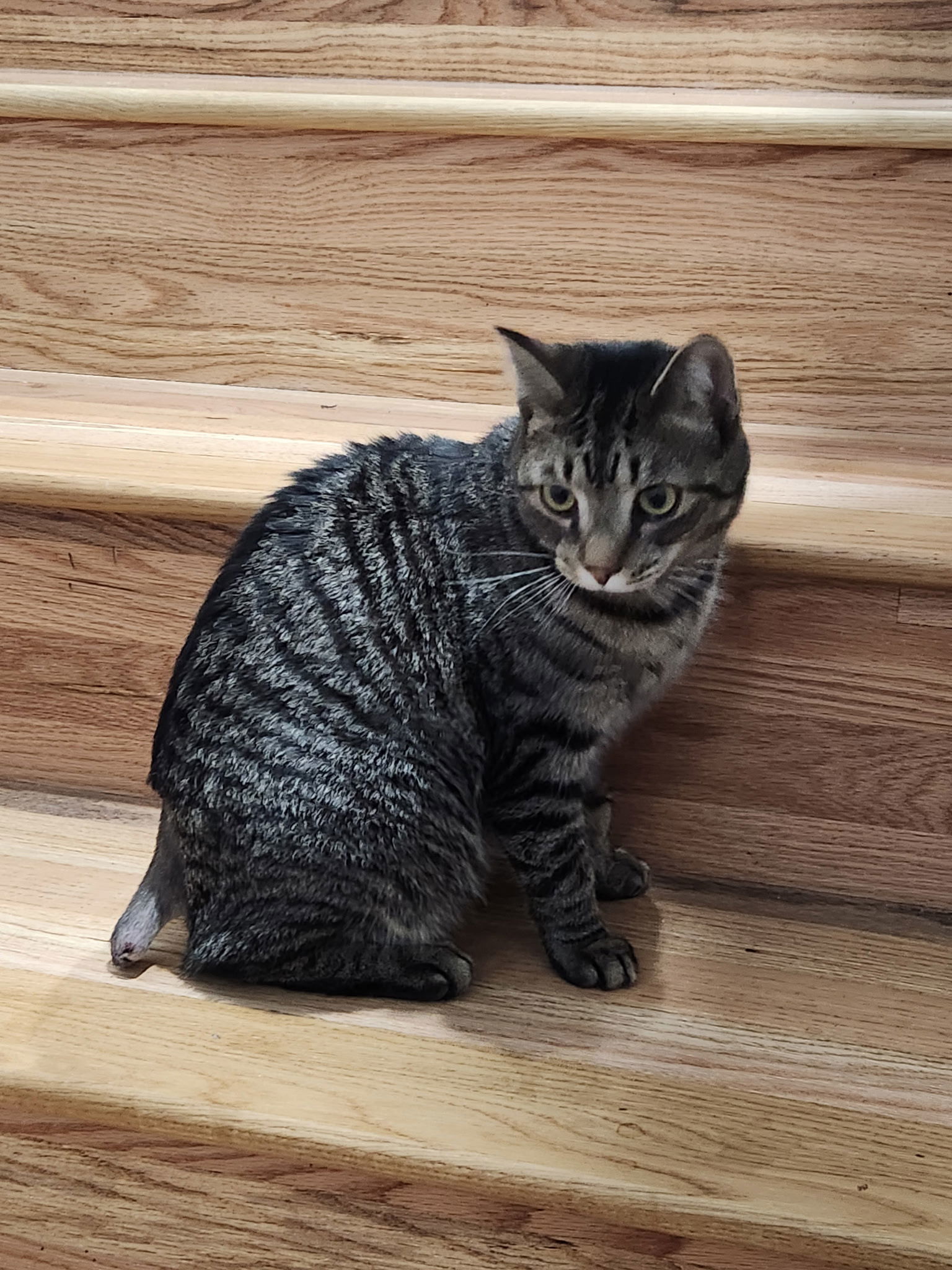 Odin, an adoptable Tabby, Domestic Short Hair in Traverse City, MI, 49686 | Photo Image 1