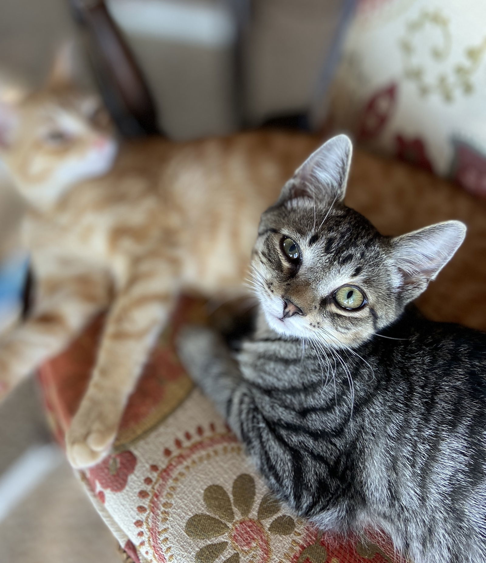 Odin, an adoptable Tabby, Domestic Short Hair in Traverse City, MI, 49686 | Photo Image 2