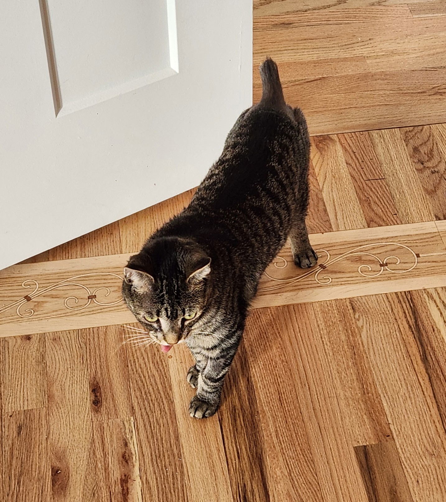 Odin, an adoptable Tabby, Domestic Short Hair in Traverse City, MI, 49686 | Photo Image 2