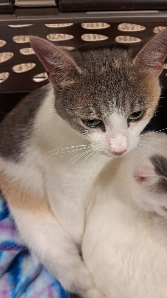 Sandy, an adoptable Domestic Short Hair in Grand Rapids, MN, 55744 | Photo Image 1