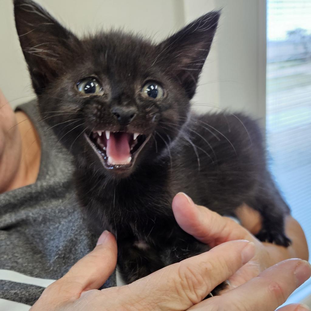 Margo, an adoptable Domestic Short Hair in Kingman, KS, 67068 | Photo Image 2